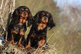 CAVALIER KING CHARLES 410